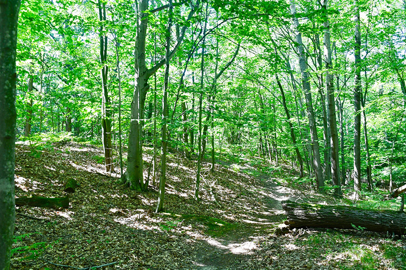 Cartier Park Pathway